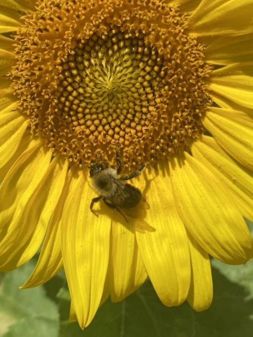 꿀벌도 사람처럼 골고루 먹는 것이 건강에 도움이 된다는 재미있는 연구 결과가 나왔다.  캐나다 요크대 제공