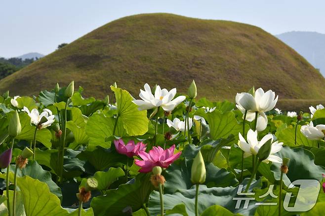 29일 경북 경주시 동부사적지 인근 연밭에서 홍련과 백련이 왕릉을 배경삼아 꽃망을 터뜨리고 있다. 2024.6.29/뉴스1 ⓒ News1 최창호 기자