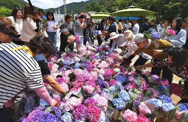 강진 수국길축제/사진-강진군