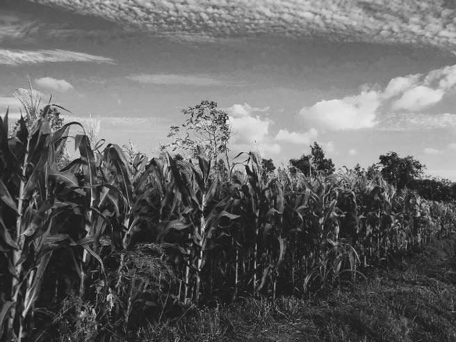 가뭄으로 인해 지난 20년 새에 줄어든 전 세계의 농업 생산량은 21%다.