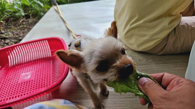 20240629_134145.jpg 장모님 생신 비오는 날 계곡 닭백숙과 오리주물럭