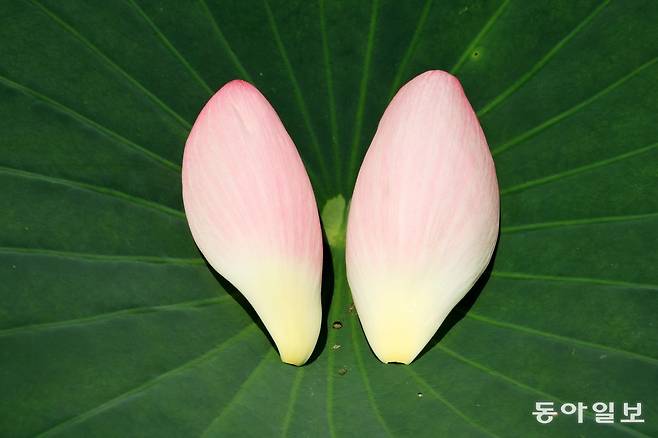 커다란 연잎  위에 누군가 바닥에 떨어진 연꽃잎을 올려놓았다. 전영한 기자 scoopjyh@donga.com