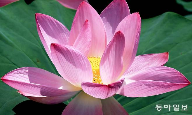 만발한 홍련. 전영한 기자 scoopjyh@donga.com