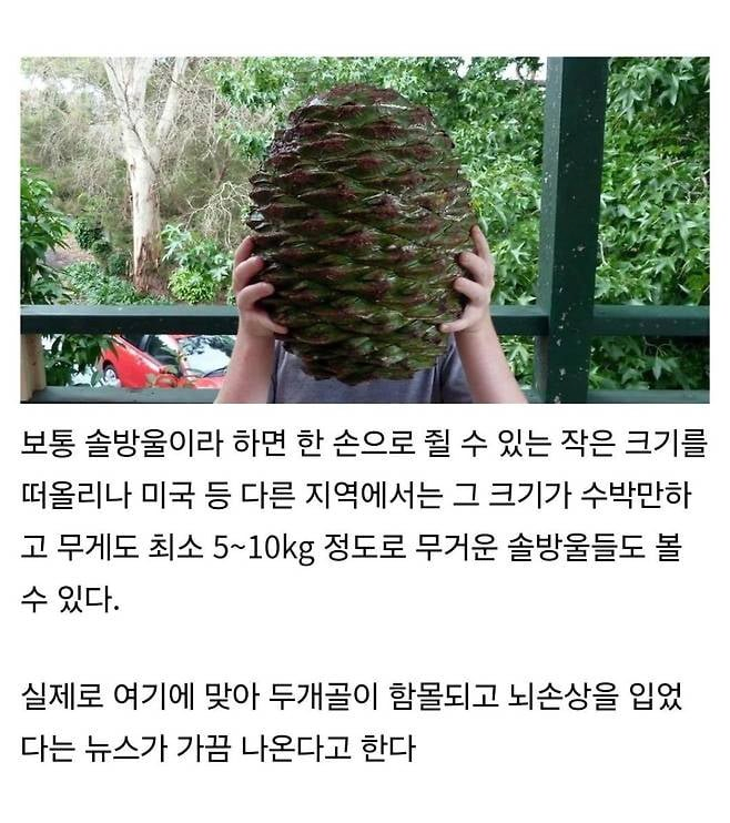 잘못 맞으면 두개골 함몰되는 솔방울