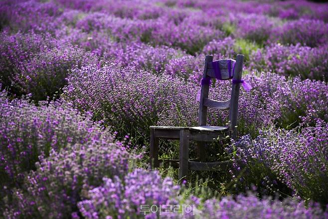 라벤더&nbsp;정원/사진-튀르키예 문화관광부