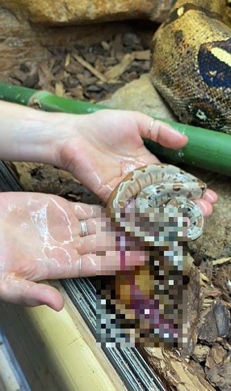 미국 파충류 전문 동물원 렙타일주의 사육사가 어미 몸에서 갓 태어난 보아새끼를 들어보이고 있다. /Reptile Zoo 페이스북
