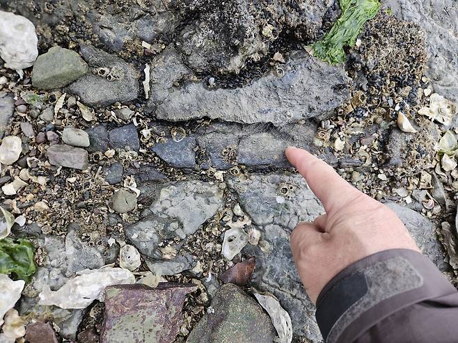 지난 9일 전남 여수 대륵도에서 발견된 공룡 뼈 화석. 척추 뼈의 흔적으로 추정된다. 대륙도는 많은 수의 뼈 화석이 매장돼 있어 국내 첫 '공룡 학술 조사' 후보지로 지목되고 있다./여수(전남)=이병철 기자