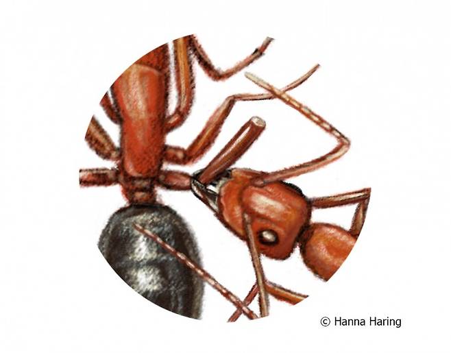 대퇴골(허벅지) 부위에 부상을 당하면 동료 목수개미들은 다리 전체를 절단하는 수술 치료를 진행했다. Hanna Haring 제공