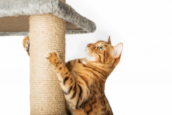 고양이가 캣 타워에 있는 스크레처 기둥을 긁고 있는 모습 / 사진=123rf