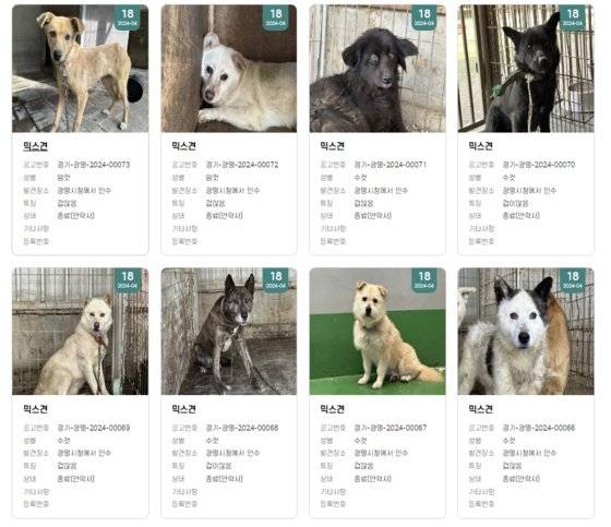 캣치독이 구조한 개 50마리 중 26마리는 구조 1~2주 사이 홍역으로 인해 안락사됐다. 캣치독팀 라이브 방송에는 구토를 하는 등 홍역 증세를 보이는 믹스견이 포착됐지만, 이를 안산시 동물보호센터에 알리지 않았다. 국가동물보호시스템 캡처