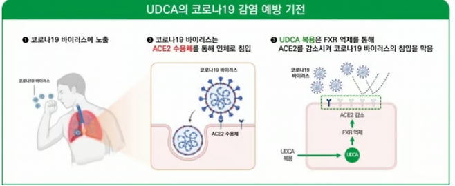 UDCA의 COVID19 중증 진행 억제 기전도. 김종승 전북대학교병원 이비인후과 교수 연구팀