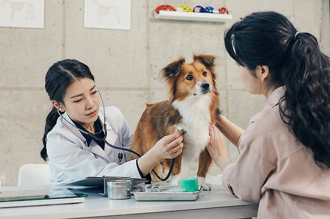 고양이나 강아지는 사람보다 항체가 잘 생기지 않고 생겨도 금방 사라지기 때문에 상대적으로 자주 백신을 맞아야 한다. 백신 가격은 1만 원 내외부터 10만 원에 이르기까지 다양하다. 제약사들은 미래 성장성을 보고 반려동물 의약품 시장에 뛰어들고 있다. 사진은 수의사(왼쪽)가 반려견을 진찰하고 있는 모습. 사진 출처 게티이미지코리아