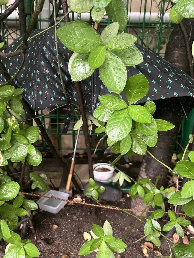 우리동네 켓맘 형법