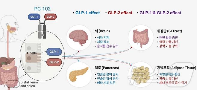 유한양행 계열사 프로젠이 개발 중인 당뇨·비만 신약 후보물질 'PG-102' 기대 효능.(프로젠 제공)/뉴스1 ⓒ News1