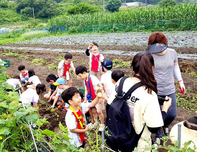 대전 유성구 ‘세동 밀쌈마을’에선 우리밀을 이용한 요리 만들기 뿐만 아니라 계절별로 다양한 농산물 수확 체험도 할 수 있다. 세동 밀쌈마을
