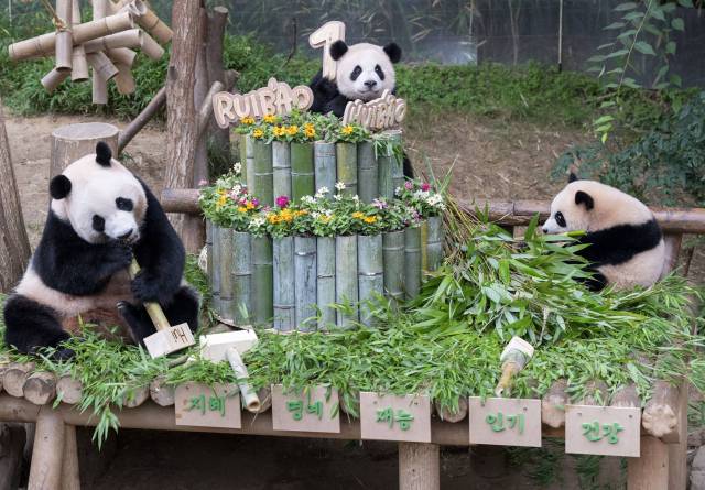 엄마 아이바오와 쌍둥이 판다 루이바오, 후이바오가 7일 경기도 용인 에버랜드에서 대나무를 먹고 있다. 사진 제공=에버랜드