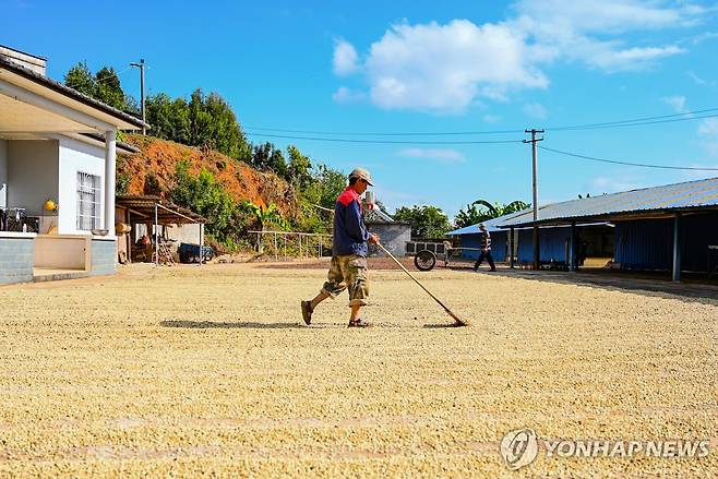 중국 윈난성의 커피 재배지 [신화=연합뉴스 자료사진]