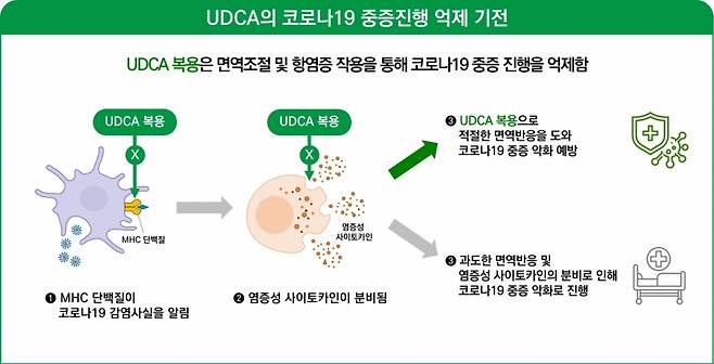UDCA의 COVID19 중증진행 억제 기전도/사진= 김종승 교수 연구팀