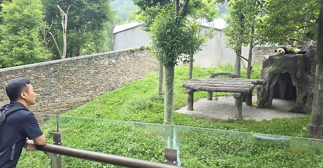 쌍둥이들의 언니 푸바오와 강철원 할부지 간, 사천성에서의 먼 거리 대면. 자이언트 판다는 극심한 근시이기 때문에, 이정도 거리면 식별하지 못한다.