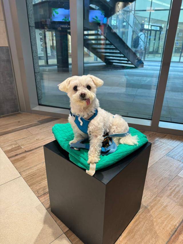 2021년 불법 번식장에서 구조되어 지금의 가족을 만난 아리. 보호자 사진 제공