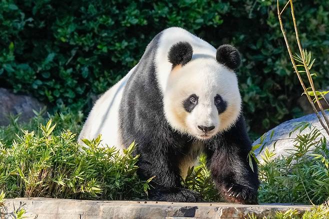 지난달 16일(현지시간) 호주 애들레이드 동물원의 자이언트 판다 왕왕(Wang Wang). AFP=연합뉴스