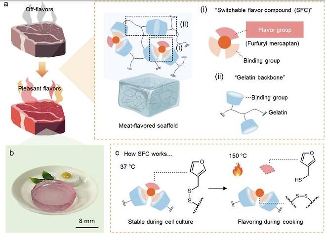 요리할 때 소고기향이 나는 배양육 제조 방법 배양육을 배양할 때 사용하는 젤라틴 기반 하이드로젤 지지체(scaffold)에 고온에 반응해 고기향을 방출하는 전환 가능한 풍미 화합물(SFC)을 통합했다. 지지체는 배양 기간에는 안정적으로 유지되다가 150℃ 이상 조리 온도에서 소고기향을 방출한다. [Nature Communications / Jinkee Hong et al. 제공. 재판매 및 DB 금지]