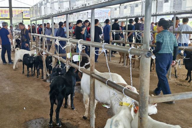 지난 10일 조산동 가축시장에서 염소 경매시장을 첫 개장했다.[사진제공=남원시]