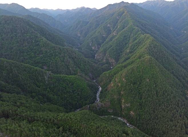 덕풍계곡 상공에서 드론으로 내려본 용소골. 험준한 V자 협곡이 휘돌아나가는 계곡의 진수를 보여준다.