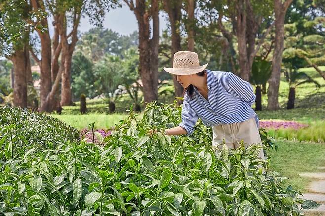 JW 메리어트 제주 리조트 &스파  / 사진=메리어트