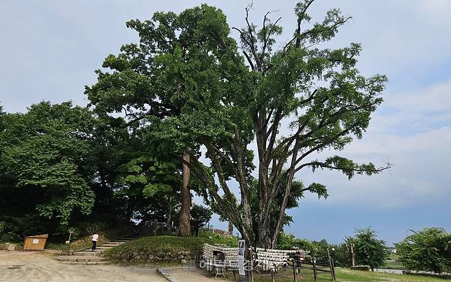 은행나무와 참나무 보호수