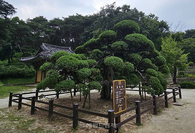 조사당 앞마당에 있는 향나무 보호수