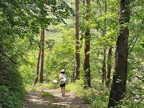 강원도 삼척 내륙에 자리한 응봉산은 여름 계곡 트레킹에 제격이다. 신비한 물빛과 피서를 즐기기 좋은 환경을 갖춘 덕풍계곡이 그나마 유명하지만 인적 뜸한 비밀한 계곡도 많다. 사진은 재량밭골 가는 숲길. 미끈한 금강소나무가 쭉쭉 뻗어 있다.