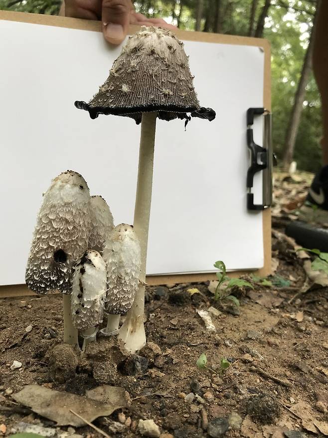 여인경씨가 2018년 아파트 단지 산책 중 마주친 먹물버섯. 또렷한 사진을 위해 흰 종이를 배경으로 썼다. 여인경 제공