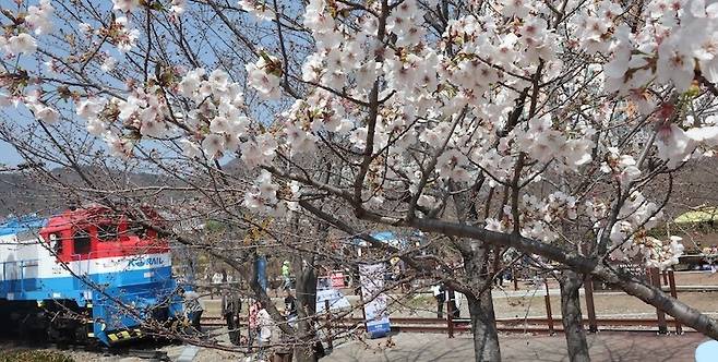 국내 최대 봄꽃 축제인 진해군항제가 열리는 23일 경남 창원시 진해구 경화역공원에서 관광객이 벚꽃을 배경으로 촬영하고 있다.