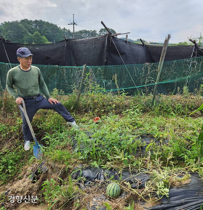 충남 금산의 농민 강모씨가 폭우가 휩쓴 수박밭을 바라보고 있다.