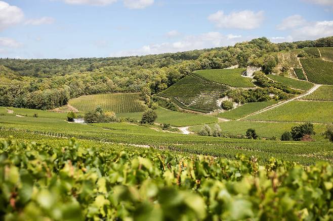 상파뉴 포도밭 전경. 상파뉴협회