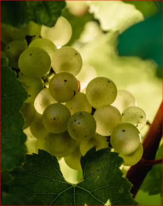 샤르도네.&nbsp;상파뉴와인협회