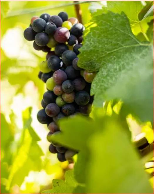 피노뮈니에. 상파뉴와인협회