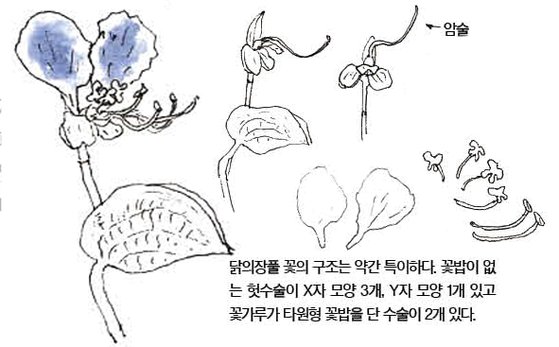 우리 주변 식물들의 비밀 이야기 52 닭의장풀