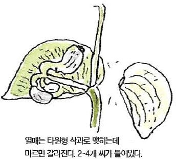 우리 주변 식물들의 비밀 이야기 52 닭의장풀