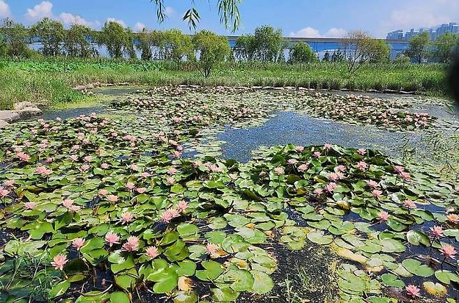 2023년 삼락생태공원 연꽃단지 [부산시 제공]