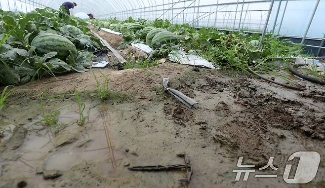 지난 9일 전북자치도 익산시 망성면 한 수박 비닐하우스에서 관계자들이 폭우로 인한 침수 피해를 줄이기 위해 급하게 수확을 하고 있다. 2024.7.9/뉴스1 ⓒ News1 유경석 기자