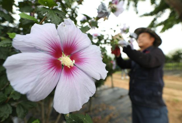 제헌절을 이틀 앞둔 15일 오전 경기 수원시 권선구 수원무궁화원에서 관계자들이 무궁화를 손질하고 있다. 수원=뉴스1