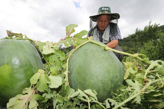 광주광역시 북구 금곡동 무등산수박마을에서 한 농민이 수박을 살펴보고 있다. 연합뉴스