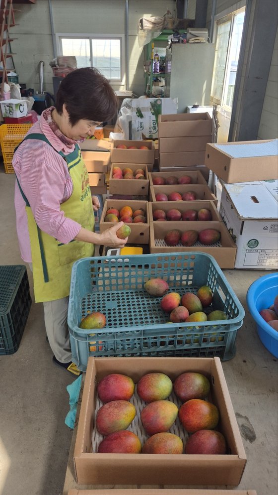 지난 12일 부산 강서구 대저동 애플망고 농장에서 딴 애플망고를 농장 관계자가 정리하고 있다. 김민주 기자