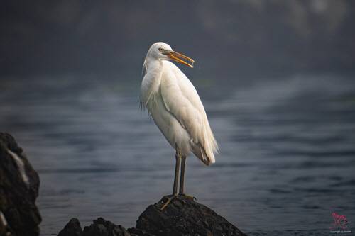 지난 13일 울산 울주군 서생면 해안에서 시민에 의해 카메라에 포착된 멸종위기종 노랑부리백로 모습. ‘울산 새 통신원’ 조현표 씨 제공