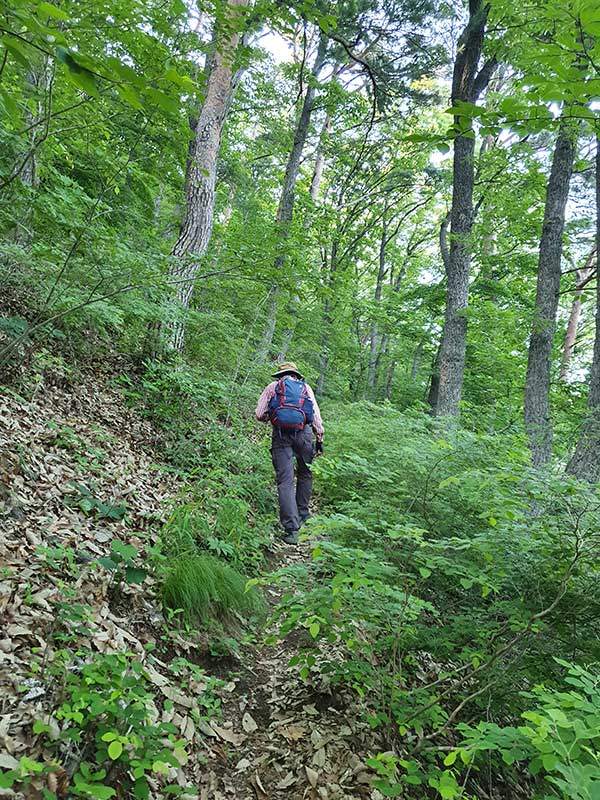 칠보산 숲길.
