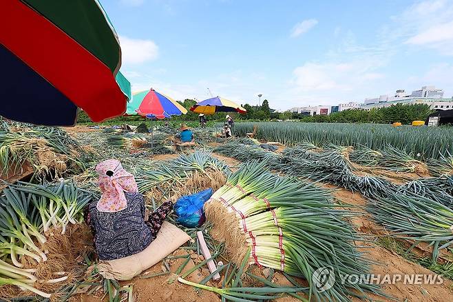 장마 앞두고 대파 수확하는 농부들 (인천=연합뉴스) 임순석 기자 = 장맛비가 예고된 16일 오전 인천 남동구 구월동의 한 농장에서 농부들이 장마철 집중호우에 대비해 폭염 속에서 대파를 수확하고 있다. 2024.7.16 soonseok02@yna.co.kr