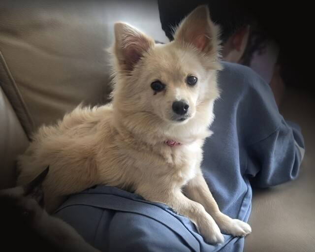 인천 송도에서 미성년자의 학대로 숨진 반려견 ‘이브’. 동물자유연대 제공