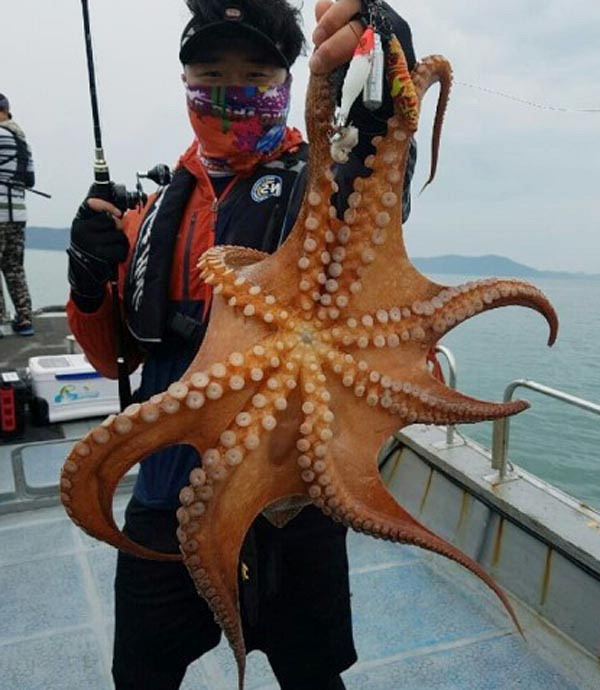 전남 여수권에서 잡힌 문어.